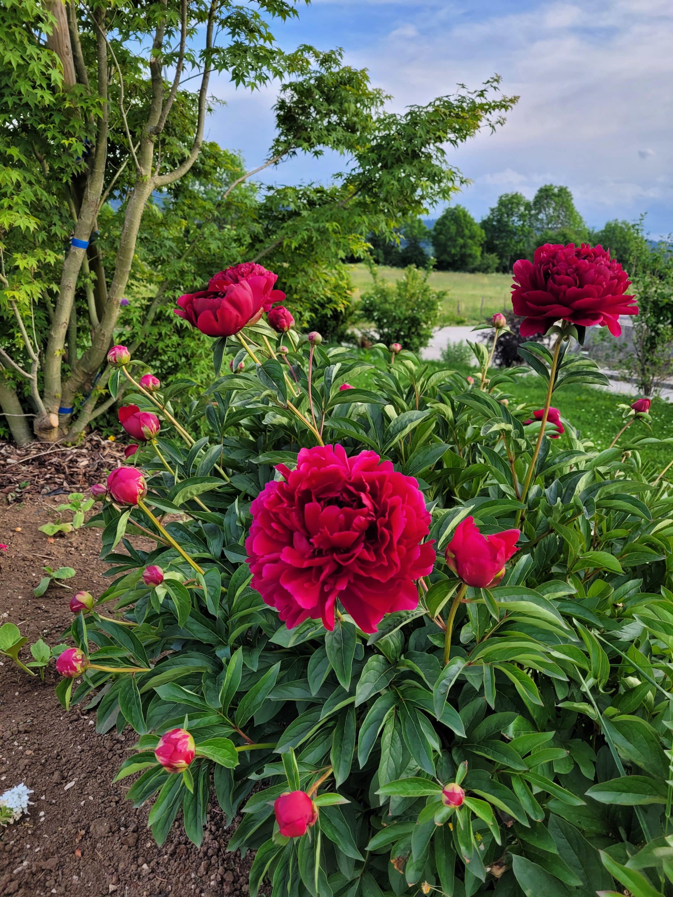 jardin-passion-rizzi_plantations_40